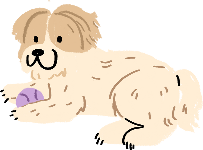 Cute Handdrawn Shih Tzu Playing with a Ball 